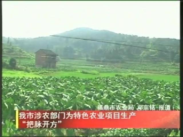 我市涉農部門為特色農業項目生產“把脈開方”