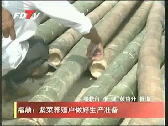 福鼎：紫菜養殖戶做好生產準備