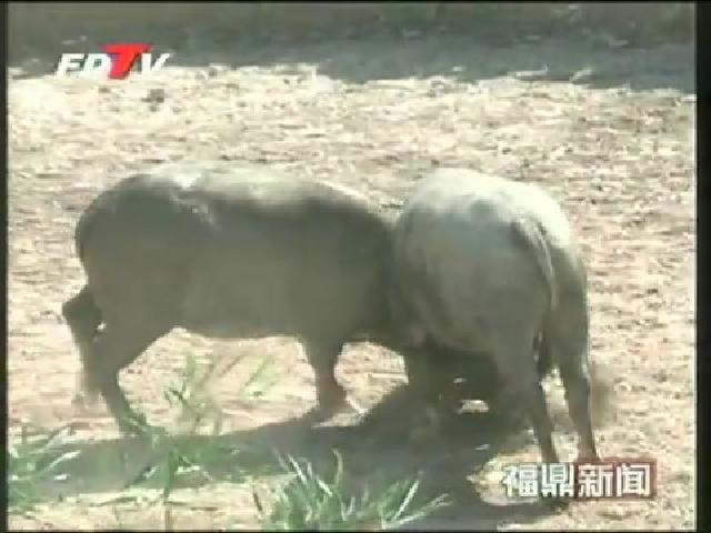 管陽沈青村舉辦閩浙邊界斗牛節