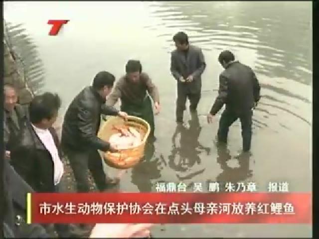 市水生動(dòng)物保護(hù)協(xié)會(huì)在點(diǎn)頭母親河放養(yǎng)紅鯉魚(yú)