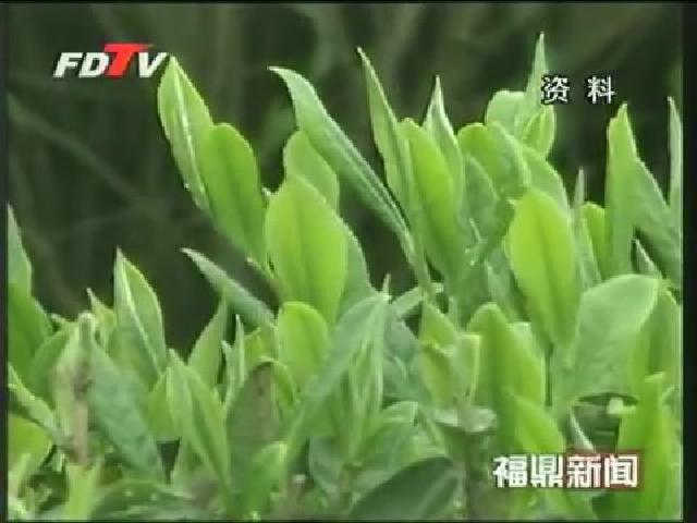 點頭將建白茶文化城