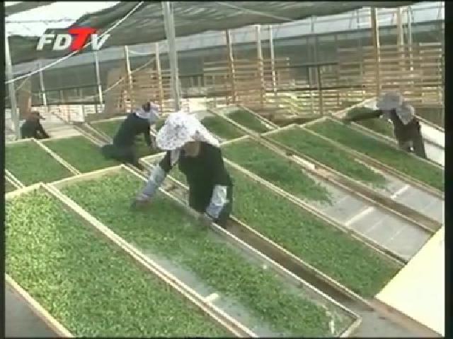 點頭茶企“室內萎凋”精制明前白茶針