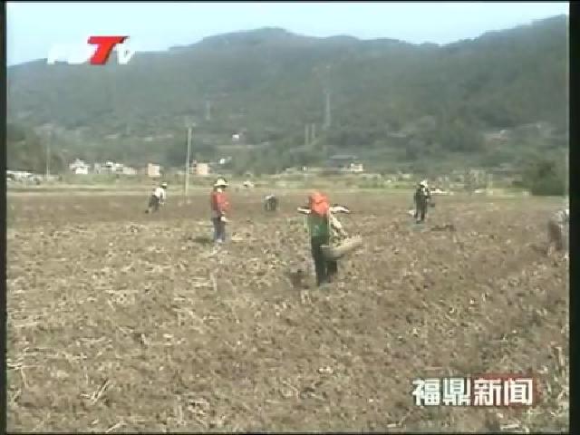 太姥山鎮財堡村規模連片種植芭蕉芋600畝