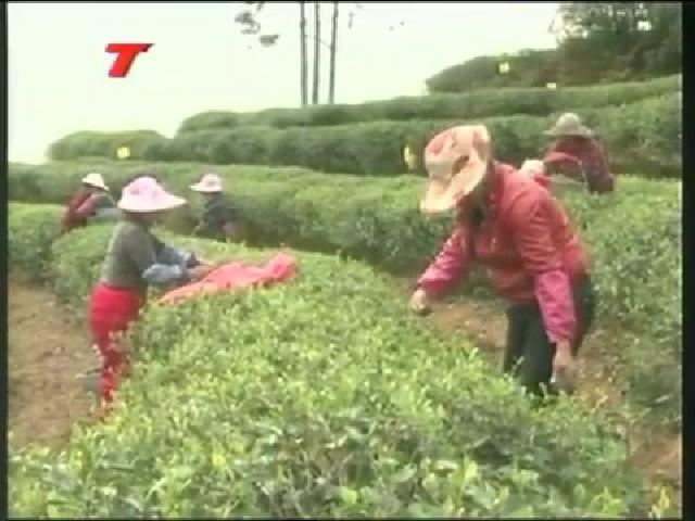 白琳：打好“生態有機”牌，做大做強茶產業