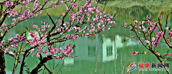正是桃花盛開時--劉遠見.JPG