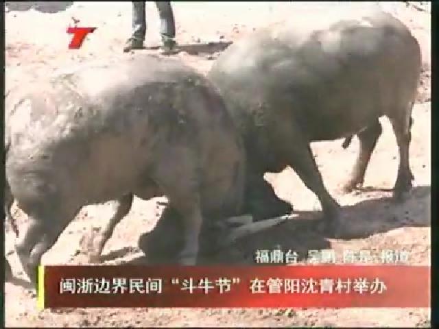 閩浙邊界民間“斗牛節”在管陽沈青村舉辦