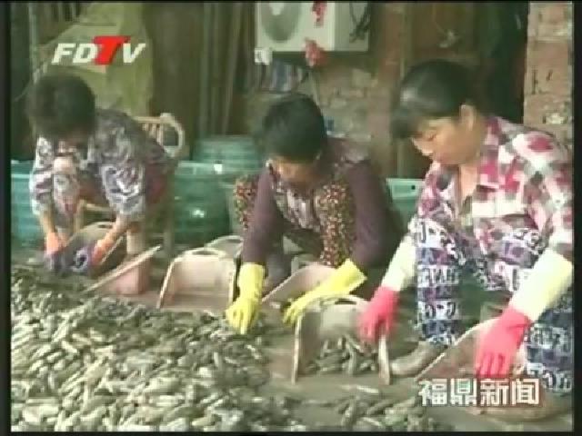 白琳、點頭海蟶銷路暢、價格好