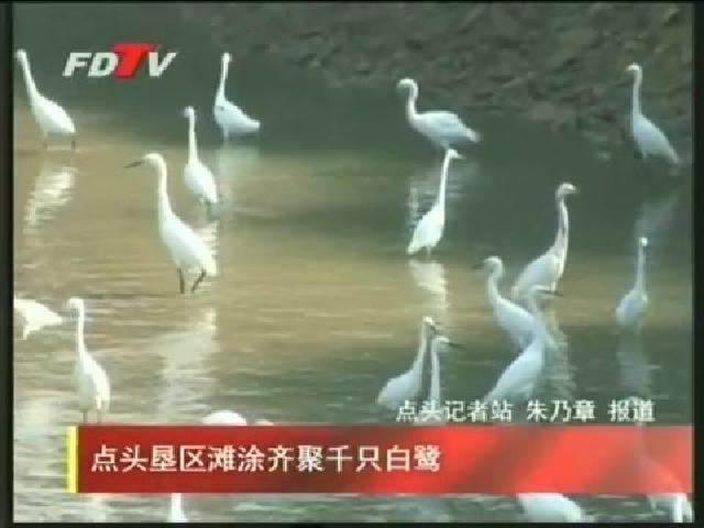 點頭墾區(qū)灘涂齊聚千只白鷺