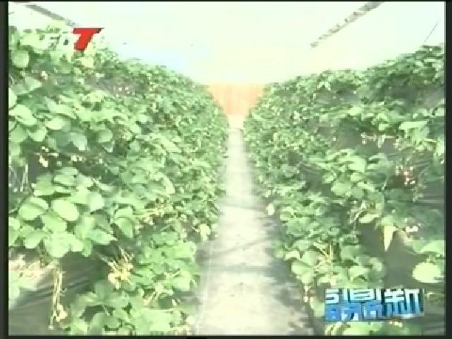 陳其春調(diào)研農(nóng)業(yè)項目 新農(nóng)村建設(shè)工作