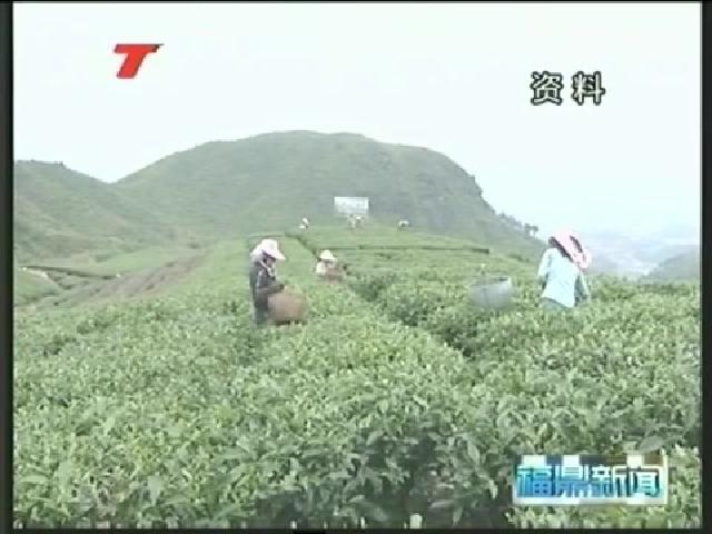 福鼎：2013年農民人均純收入突破1萬元2014年要增長15%