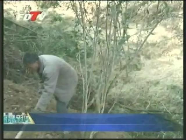 我市發現百年老茶樹