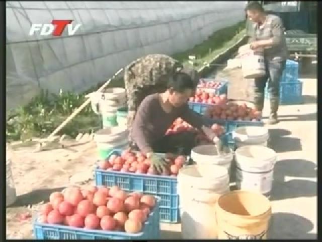 福鼎：西紅柿豐產高價 種植戶喜笑顏開