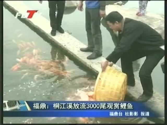 福鼎：桐江溪放流3000尾觀賞鯉魚