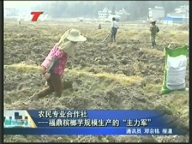 農民專業合作社——福鼎檳榔芋規模生產的“主力軍”
