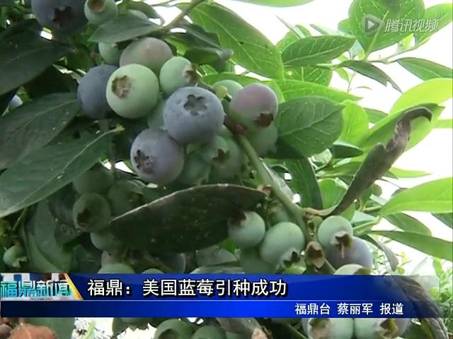 福鼎：美國(guó)藍(lán)莓引種成功