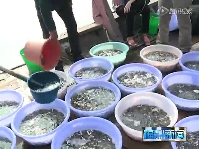 福鼎：增殖放流大黃魚苗580萬(wàn)尾