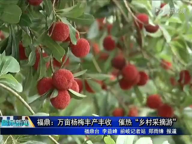 福鼎：萬畝楊梅豐產豐收 催熱“鄉村采摘游”