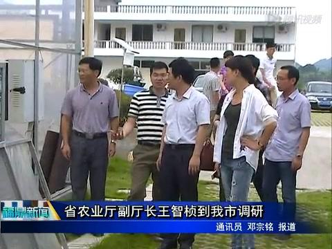 省農業廳副廳長王智楨到我市調研