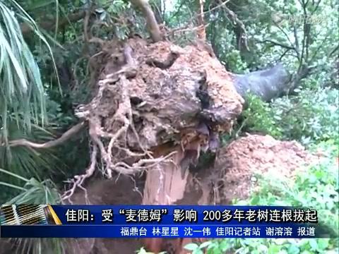 佳陽(yáng)：受“麥德姆”影響 200多年老樹(shù)連根拔起