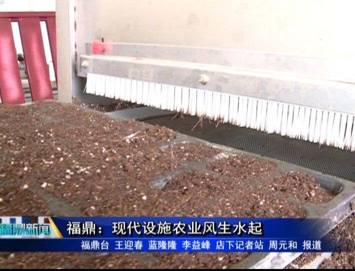 福鼎：現代設施農業風生水起