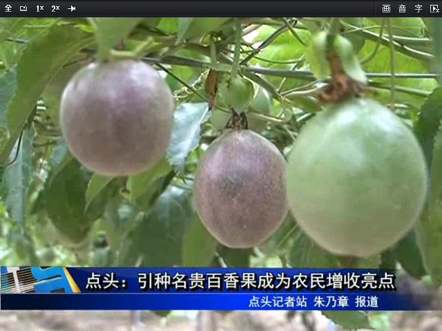 點頭：引種名貴百香果成為農民增收亮點