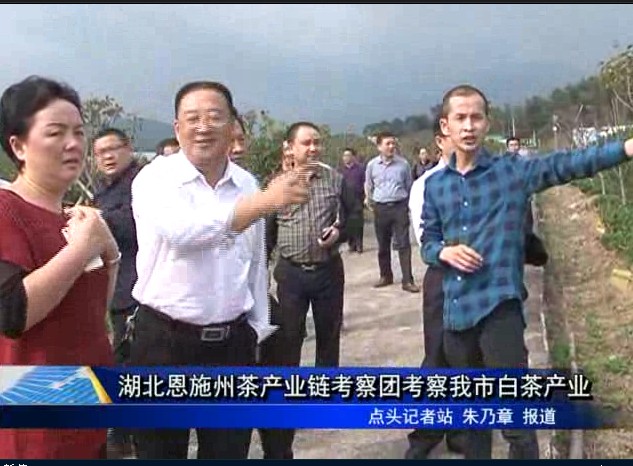 湖北恩施州茶產業鏈考察團考察我市白茶產業
