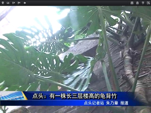 點頭：有一株長三層樓高的龜背竹