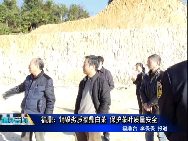 福鼎：銷毀劣質福鼎白茶 保護茶葉質量安全