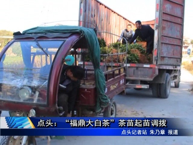 點頭：“福鼎大白茶”茶苗起苗調撥