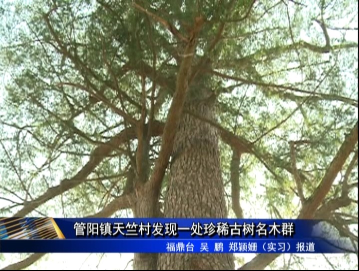 管陽鎮天竺村發現一處珍稀古樹名木群