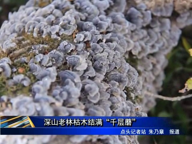 深山老林枯木結滿“千層蘑”