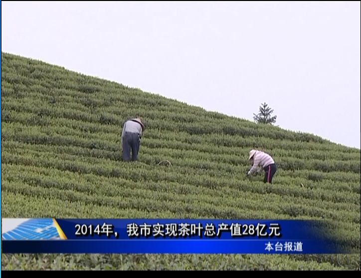 2014年，我市實現茶葉總產值28億元
