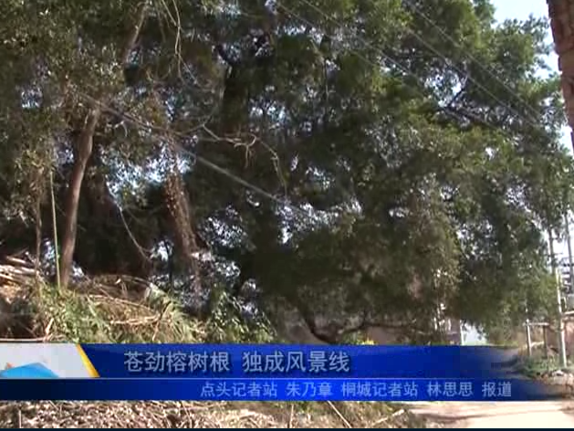 蒼勁榕樹根 獨成風景線