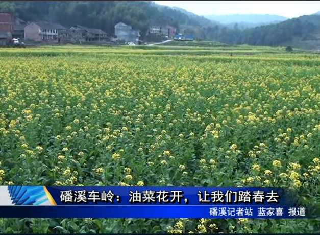 磻溪車嶺：油菜花開，讓我們踏春去