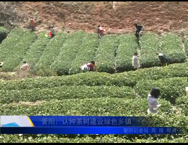 管陽：認種茶樹建設綠色鄉鎮