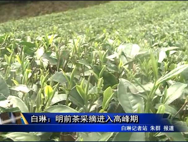 白琳：明前茶采摘進(jìn)入高峰期