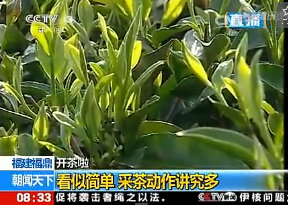 開茶啦！cctv《朝聞天下》新聞直播福鼎白茶