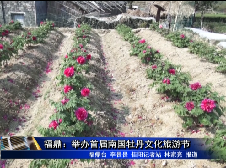 福鼎：舉辦首屆南國牡丹文化旅游節