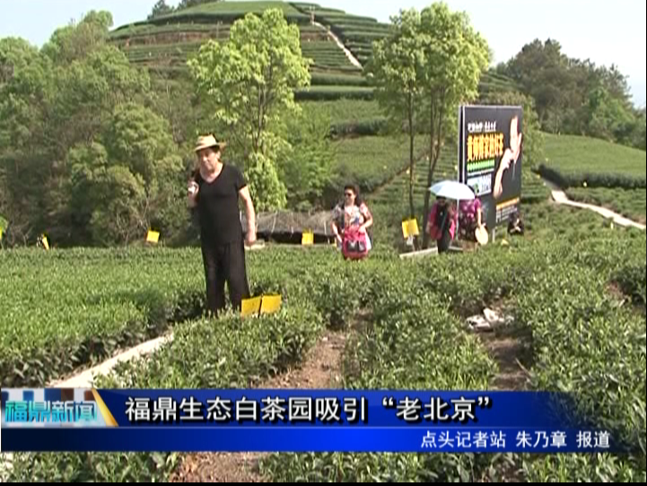 福鼎生態白茶園吸引“老北京”