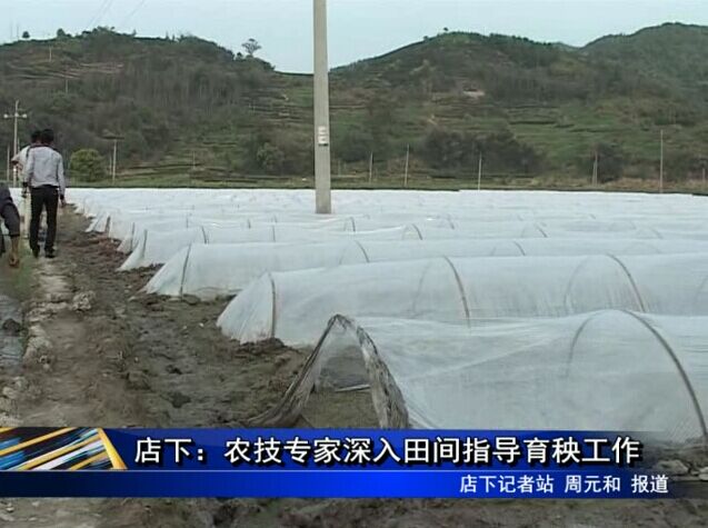 店下：農技專家深入田間指導育秧工作