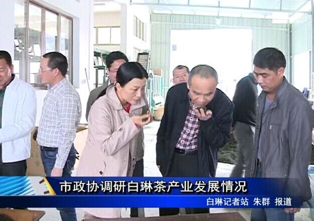 市政協調研白琳茶產業發展情況
