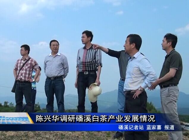 陳興華調研磻溪白茶產業發展情況