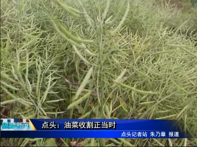 點頭：油菜收割正當時