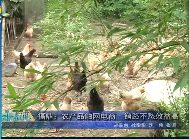 福鼎：農產品觸網電商　銷路不愁效益高