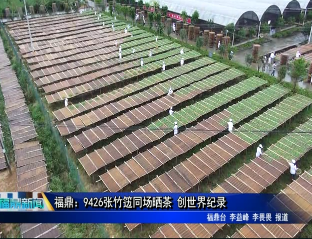 福鼎：9426張竹籩同場(chǎng)曬茶 創(chuàng)世界紀(jì)錄