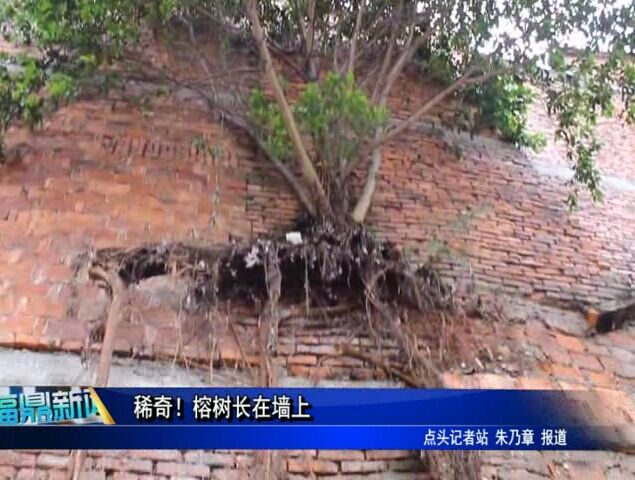 稀奇！榕樹長在墻上