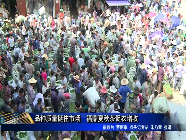 品種質量挺住市場　福鼎夏秋茶促農增收