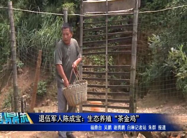 退伍軍人陳成寶：生態養殖“茶金雞