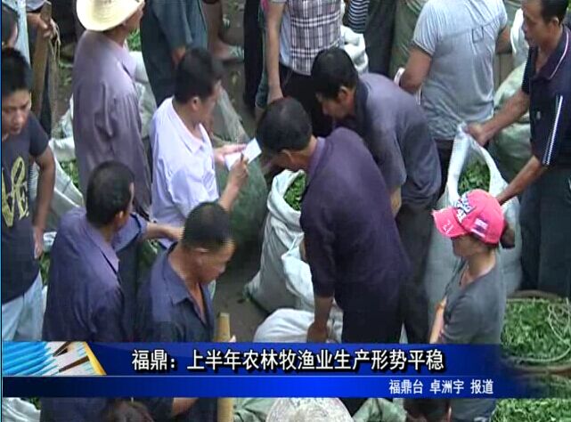 福鼎：上半年農林牧漁業生產形勢平穩