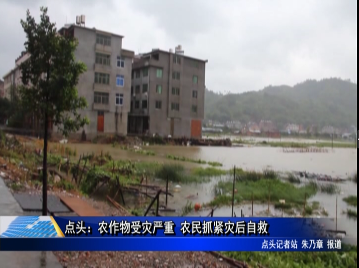 點頭：農作物受災嚴重 農民抓緊災后自救